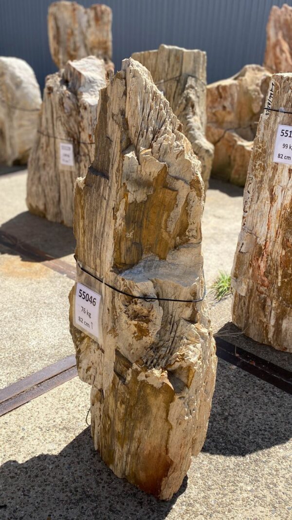 Memorial stone petrified wood 55046