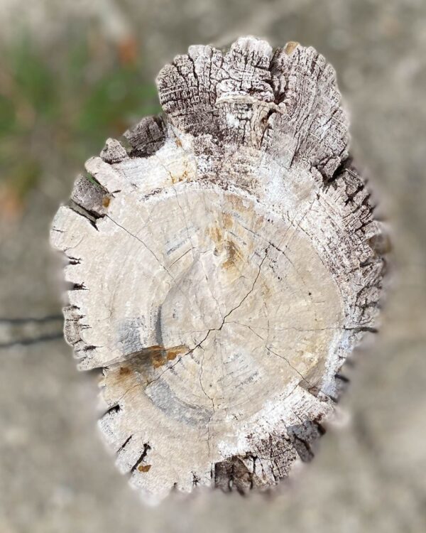 Memorial stone petrified wood 55049