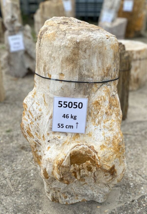 Memorial stone petrified wood 55050