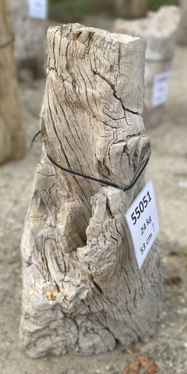 Memorial stone petrified wood 55051