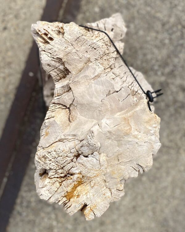 Memorial stone petrified wood 55053