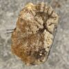 Memorial stone petrified wood 55054