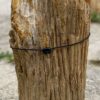 Memorial stone petrified wood 55054