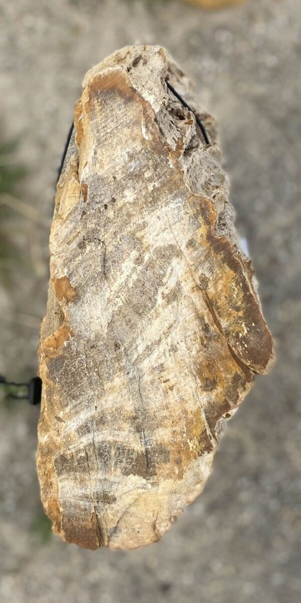 Memorial stone petrified wood 55055