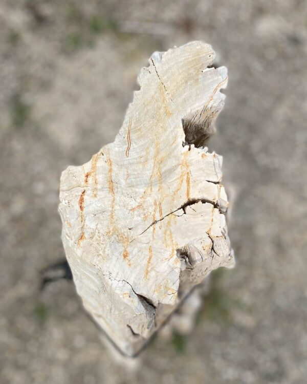 Memorial stone petrified wood 55056