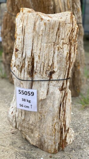 Memorial stone petrified wood 55059