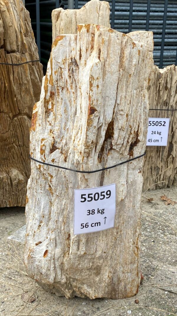 Memorial stone petrified wood 55059