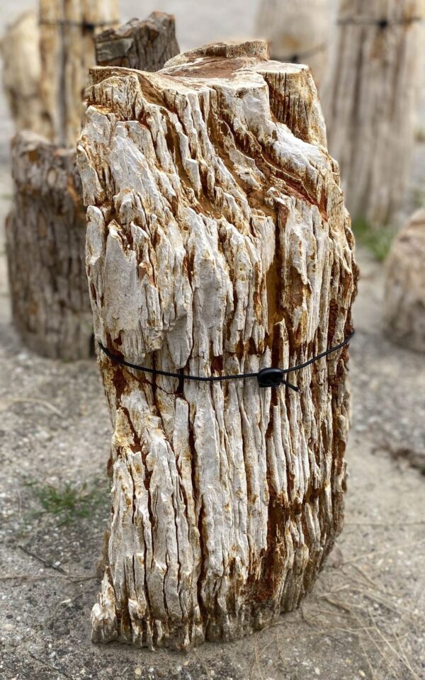 Memorial stone petrified wood 55059