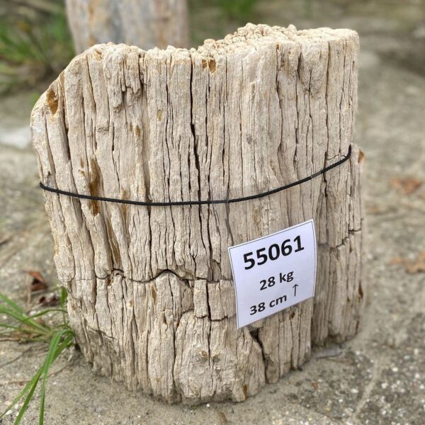 Memorial stone petrified wood 55061