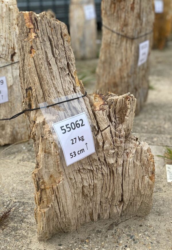 Memorial stone petrified wood 55062