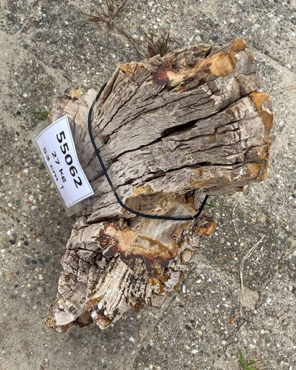 Memorial stone petrified wood 55062