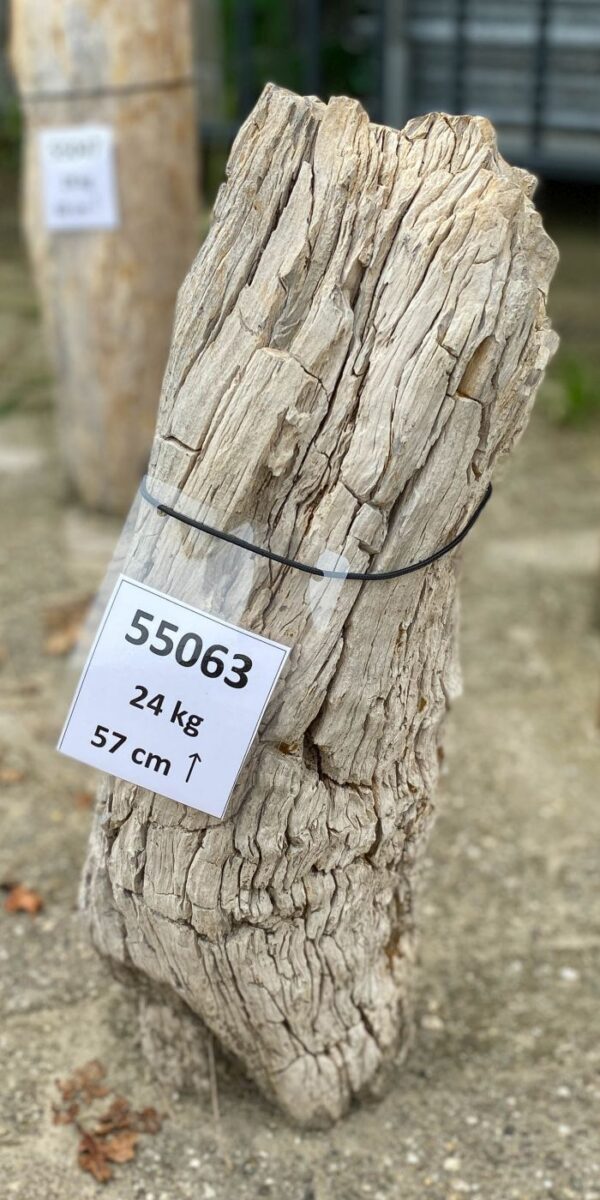 Memorial stone petrified wood 55063