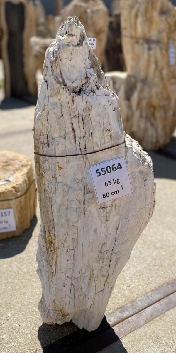 Memorial stone petrified wood 55064