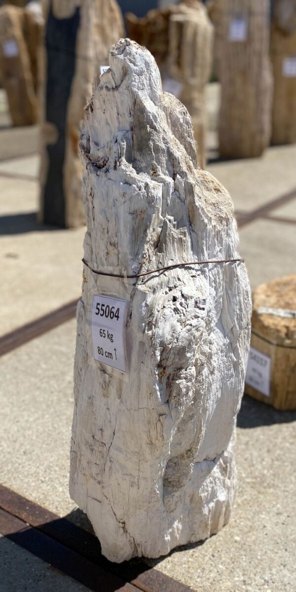 Memorial stone petrified wood 55064