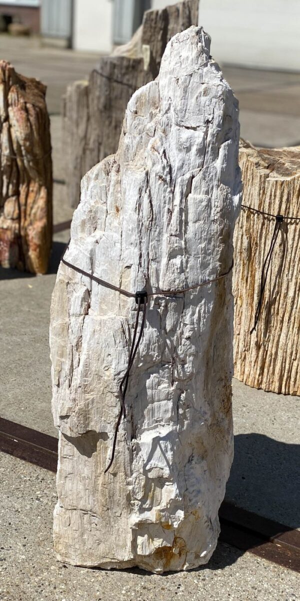 Memorial stone petrified wood 55064