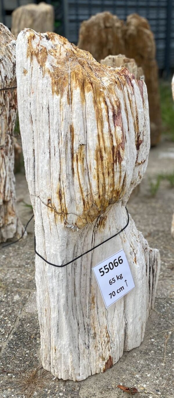 Memorial stone petrified wood 55066