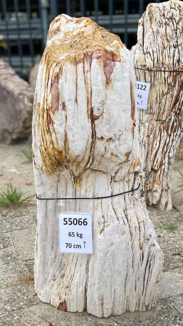 Memorial stone petrified wood 55066