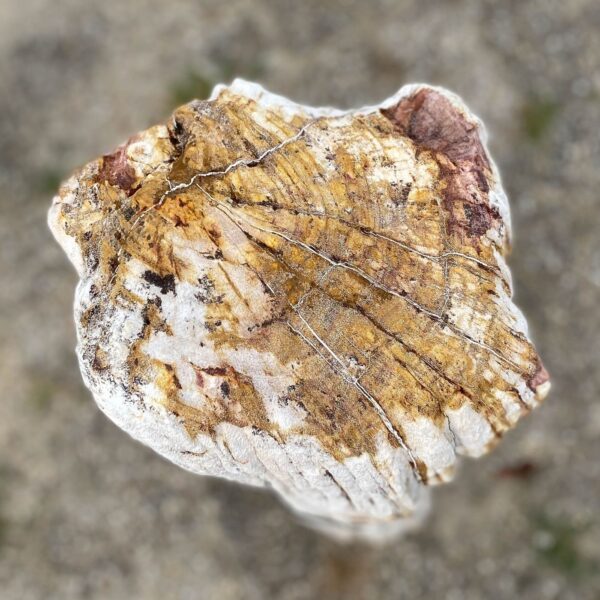 Memorial stone petrified wood 55066