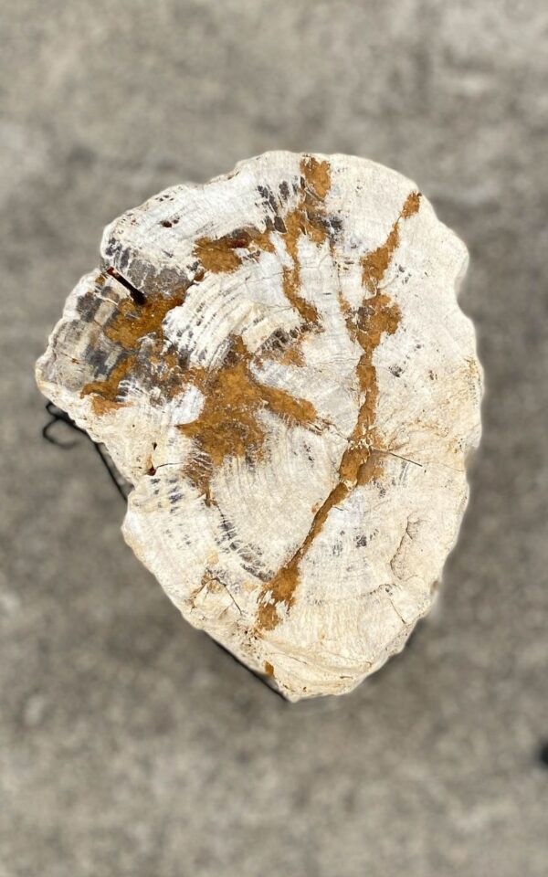 Memorial stone petrified wood 55067