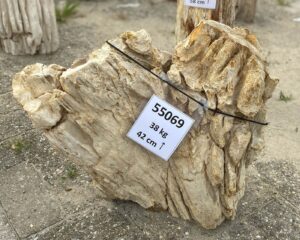 Memorial stone petrified wood 55069