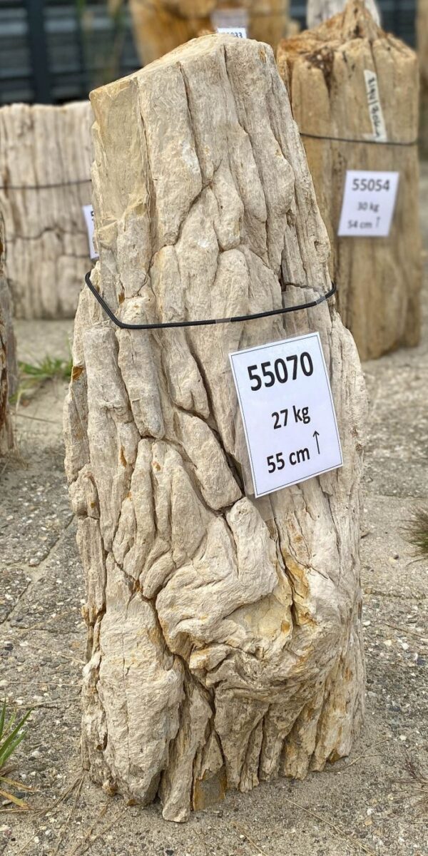 Memorial stone petrified wood 55070