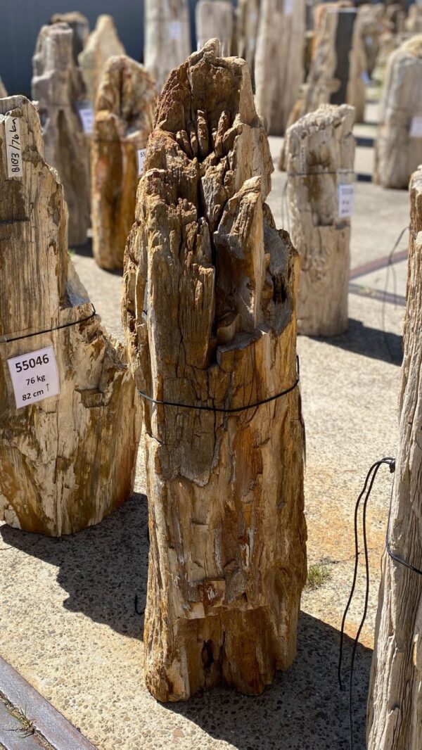 Memorial stone petrified wood 55072