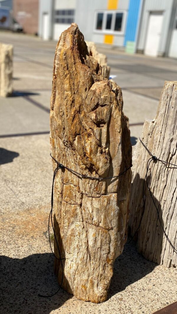 Memorial stone petrified wood 55072