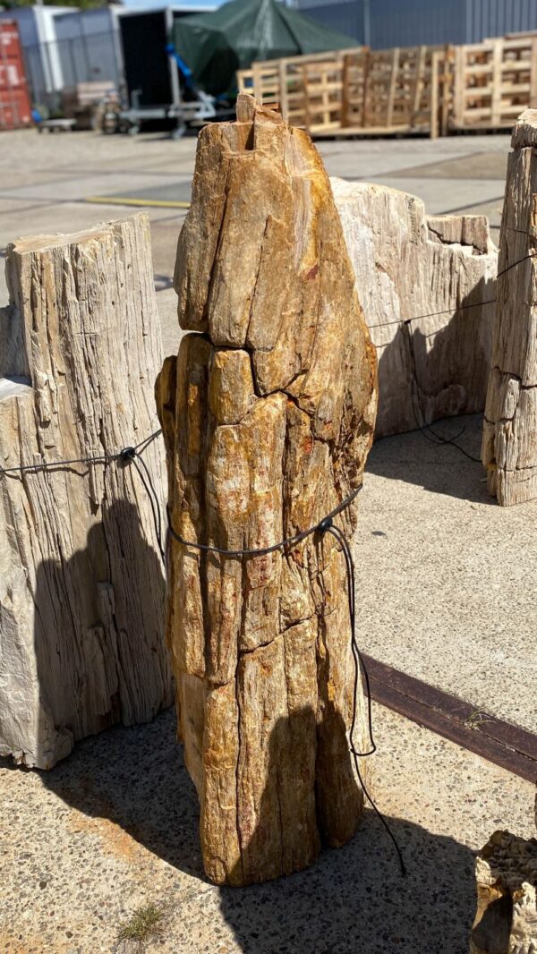 Memorial stone petrified wood 55072