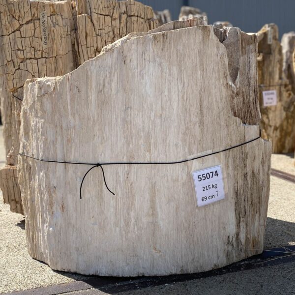 Memorial stone petrified wood 55074