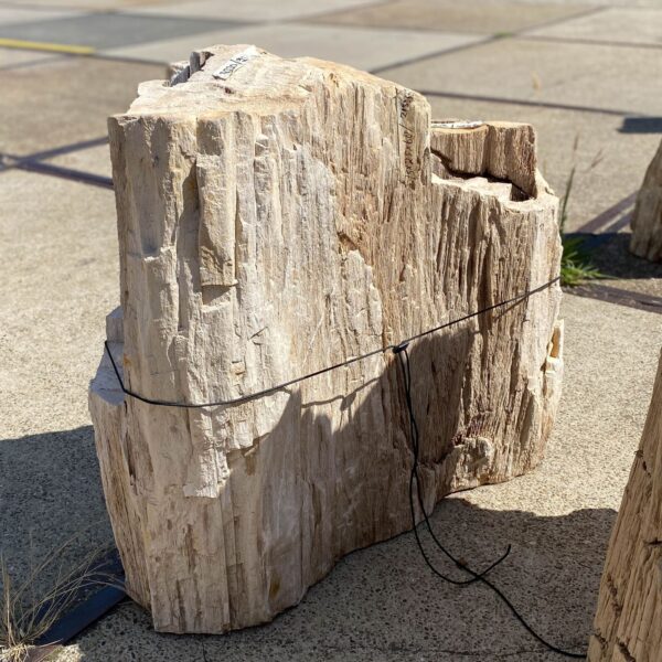 Memorial stone petrified wood 55074