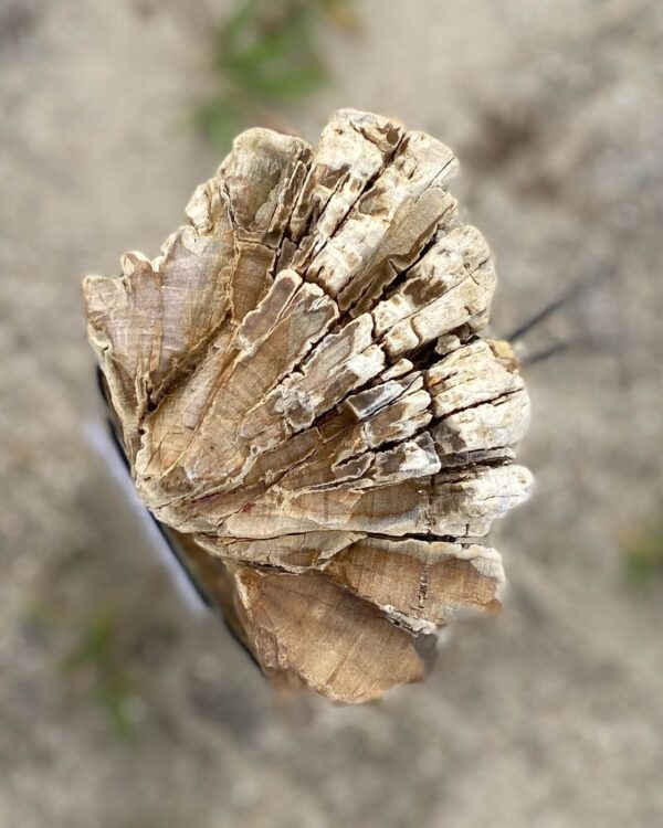 Memorial stone petrified wood 55075