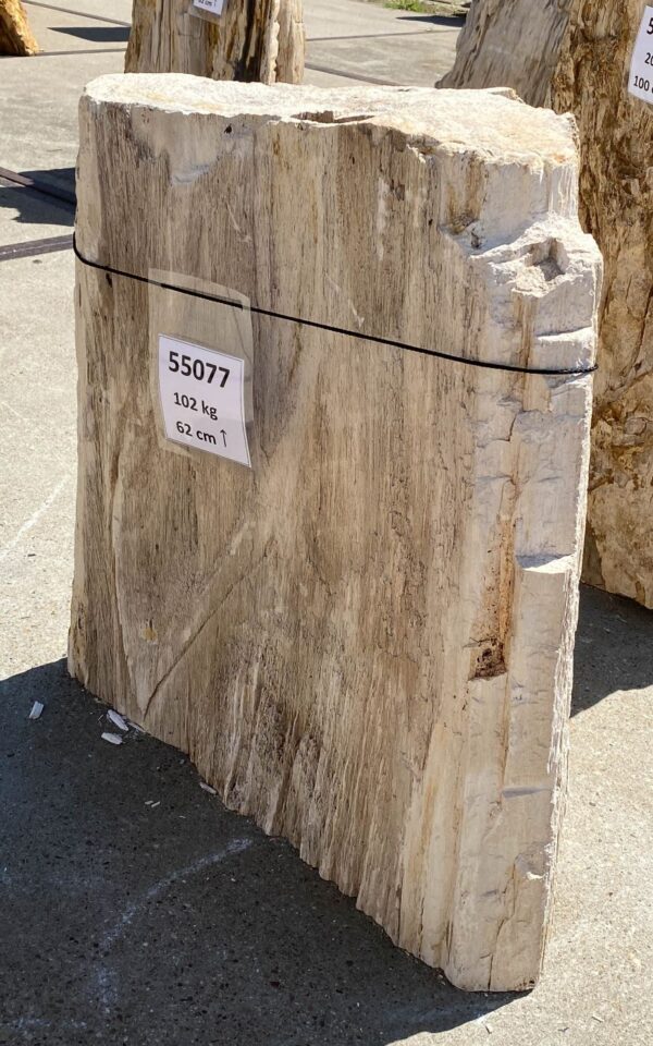 Memorial stone petrified wood 55077