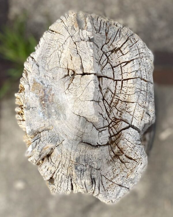 Memorial stone petrified wood 55078