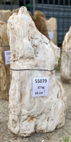 Memorial stone petrified wood 55079