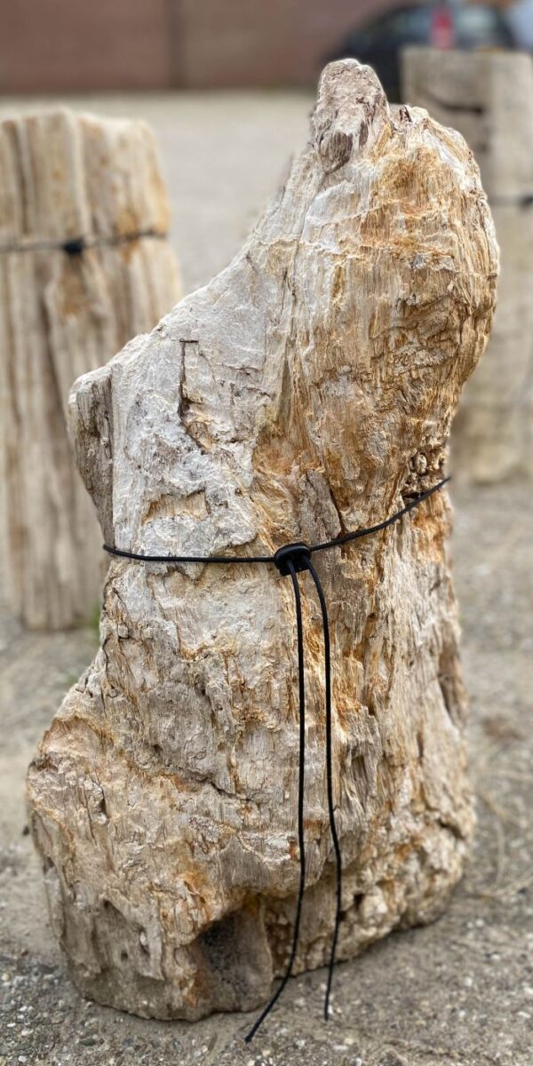 Memorial stone petrified wood 55079