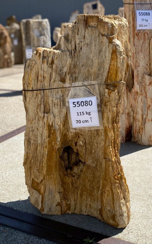 Memorial stone petrified wood 55080