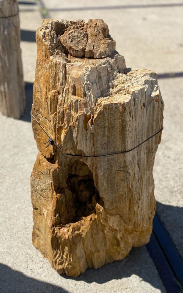 Memorial stone petrified wood 55080