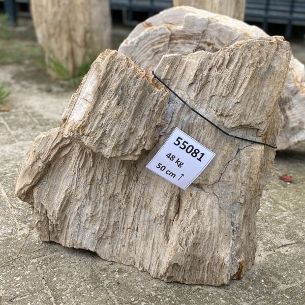 Memorial stone petrified wood 55081