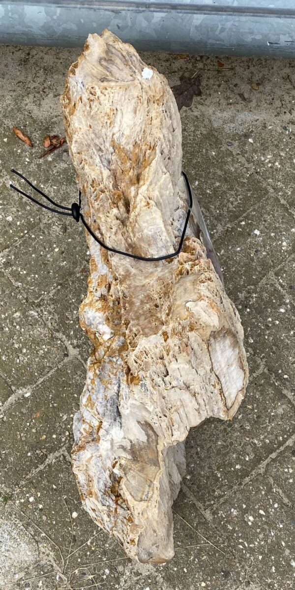 Memorial stone petrified wood 55081