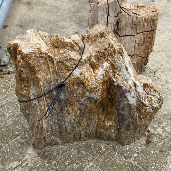 Memorial stone petrified wood 55081