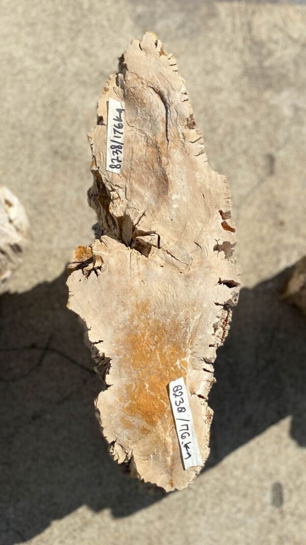 Memorial stone petrified wood 55083