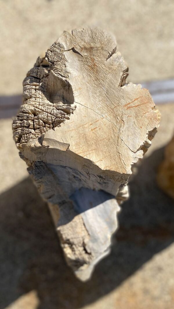 Memorial stone petrified wood 55087