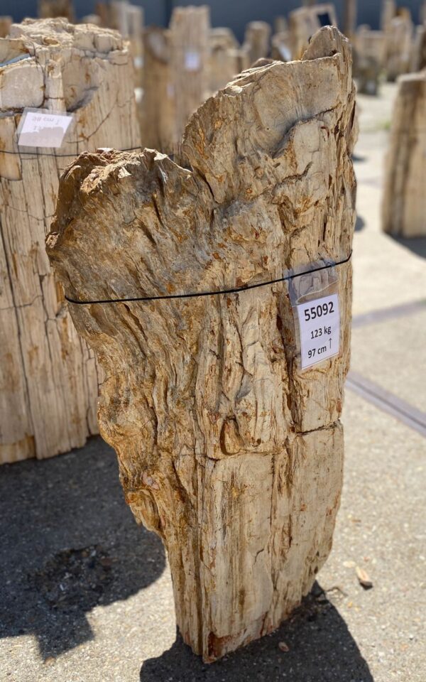 Memorial stone petrified wood 55092