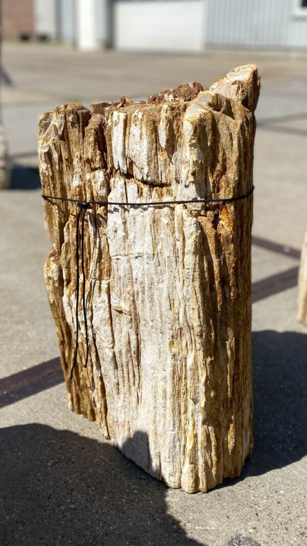 Memorial stone petrified wood 55094