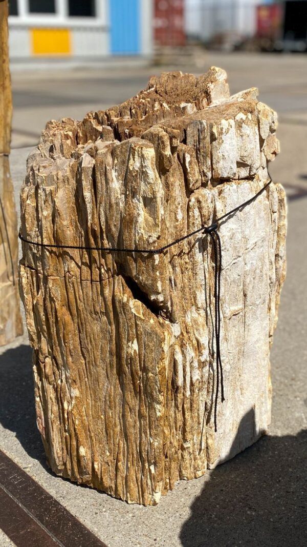 Memorial stone petrified wood 55094