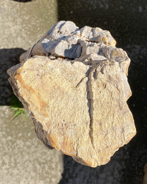 Memorial stone petrified wood 55095