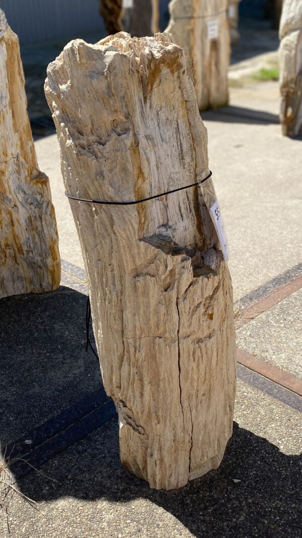 Memorial stone petrified wood 55096