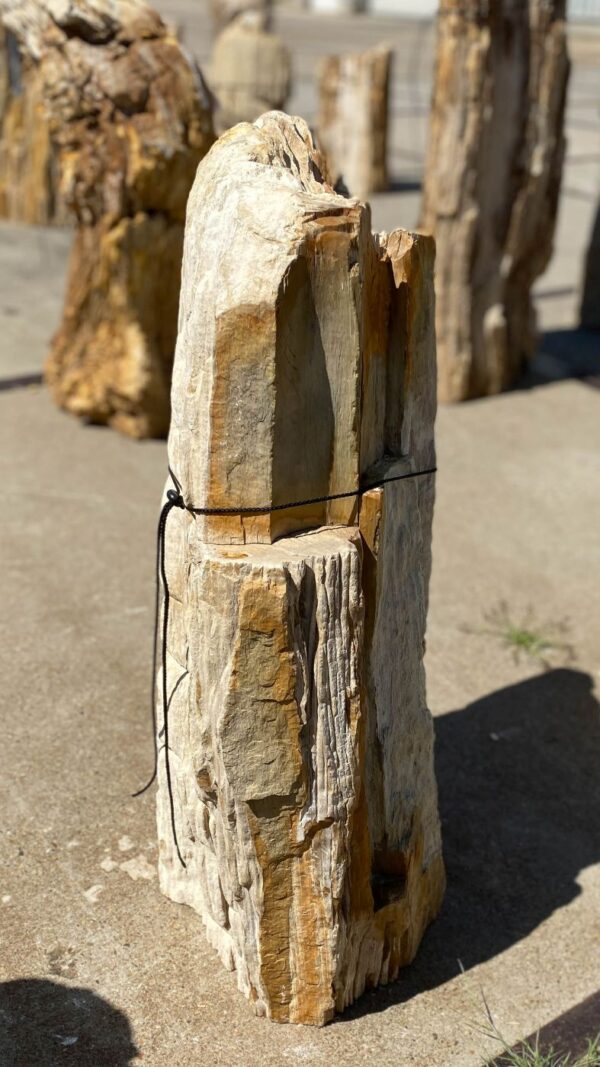 Memorial stone petrified wood 55099