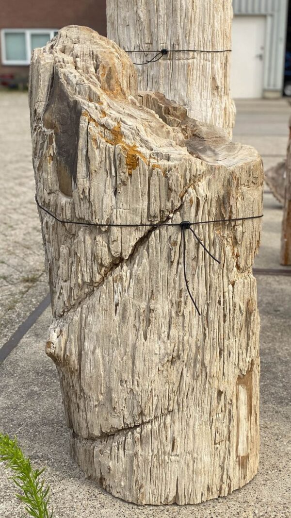 Memorial stone petrified wood 55102