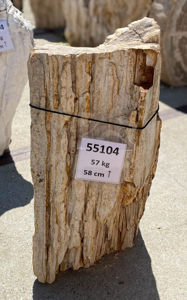 Memorial stone petrified wood 55104